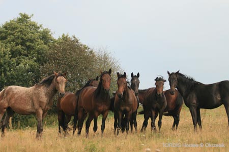 2009_08_Tordis_Horses131
