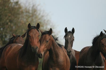 2009_08_Tordis_Horses132