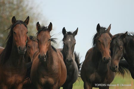 2009_08_Tordis_Horses133