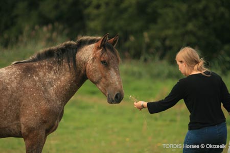2009_08_Tordis_Horses135