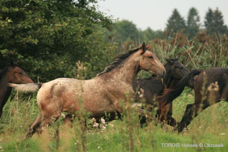 2009_08_Tordis_Horses136