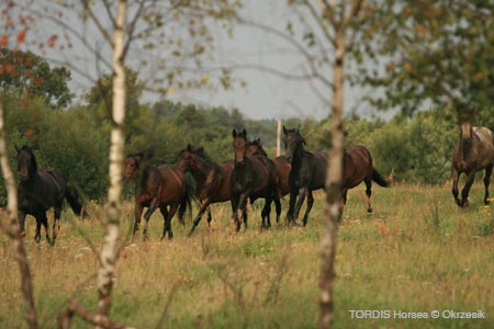 2009_08_Tordis_Horses138