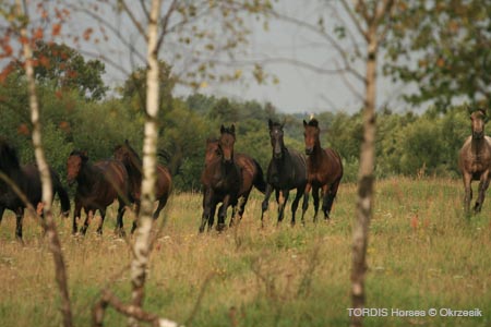 2009_08_Tordis_Horses139