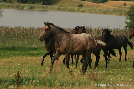 2009_08_Tordis_Horses140