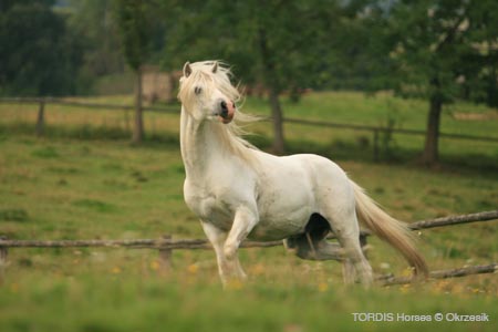 2009_08_Tordis_Horses143
