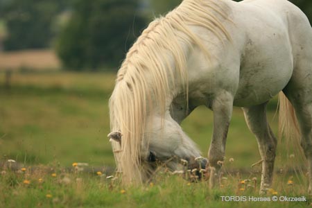 2009_08_Tordis_Horses145