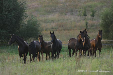2009_08_Tordis_Horses2_002