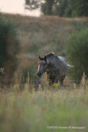 2009_08_Tordis_Horses2_003
