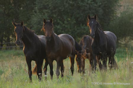 2009_08_Tordis_Horses2_005