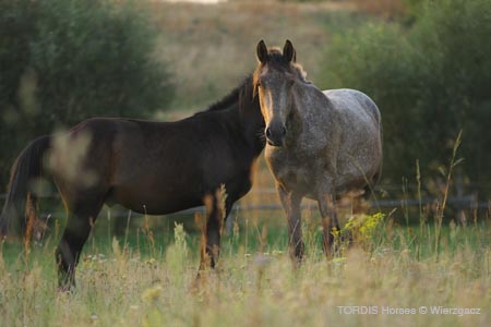 2009_08_Tordis_Horses2_006
