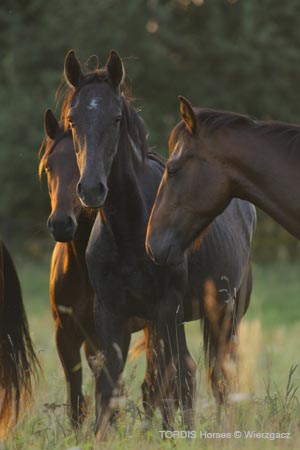 2009_08_Tordis_Horses2_007