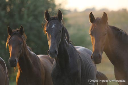 2009_08_Tordis_Horses2_008