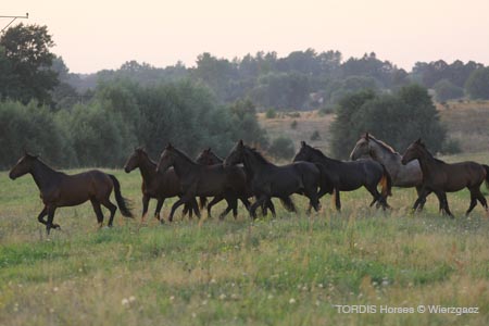 2009_08_Tordis_Horses2_015