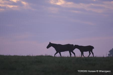 2009_08_Tordis_Horses2_016