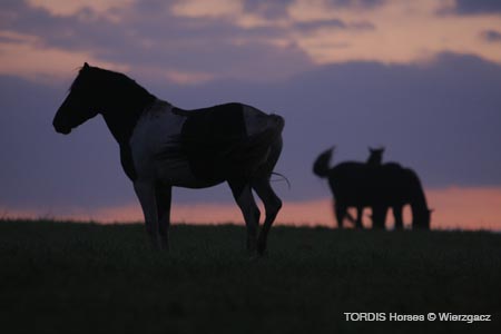2009_08_Tordis_Horses2_017