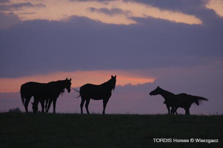 2009_08_Tordis_Horses2_018