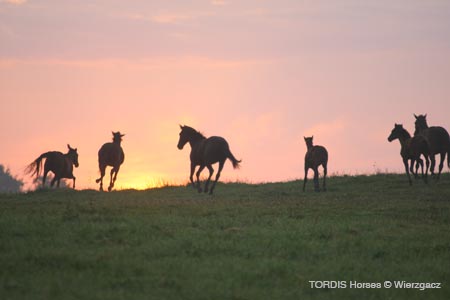 2009_08_Tordis_Horses2_021