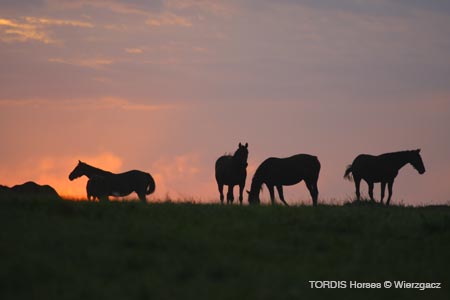 2009_08_Tordis_Horses2_022
