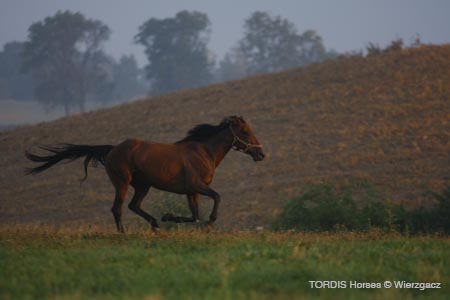 2009_08_Tordis_Horses2_023