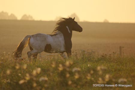 2009_08_Tordis_Horses2_028