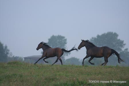 2009_08_Tordis_Horses2_029