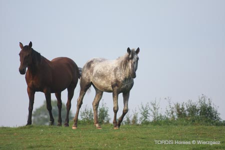 2009_08_Tordis_Horses2_030