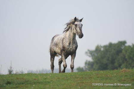 2009_08_Tordis_Horses2_031