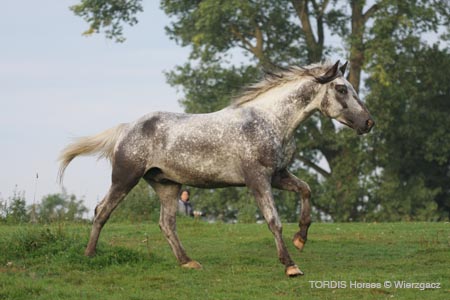 2009_08_Tordis_Horses2_032