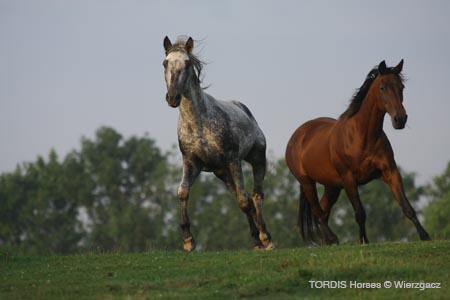 2009_08_Tordis_Horses2_035