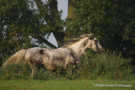 2009_08_Tordis_Horses2_036