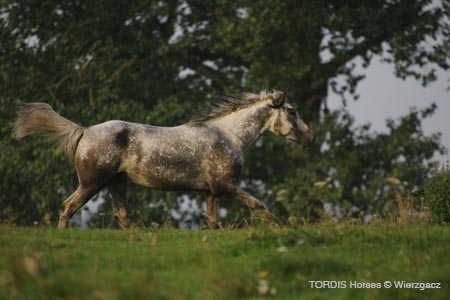 2009_08_Tordis_Horses2_037