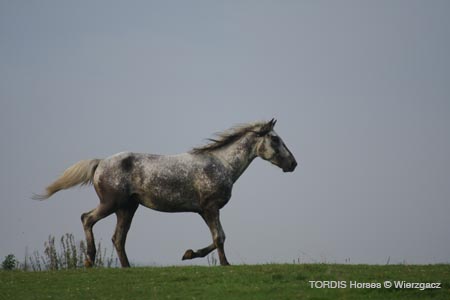 2009_08_Tordis_Horses2_043