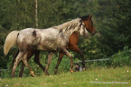 2009_08_Tordis_Horses2_048