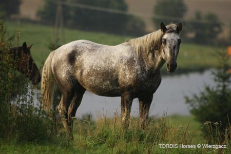 2009_08_Tordis_Horses2_050