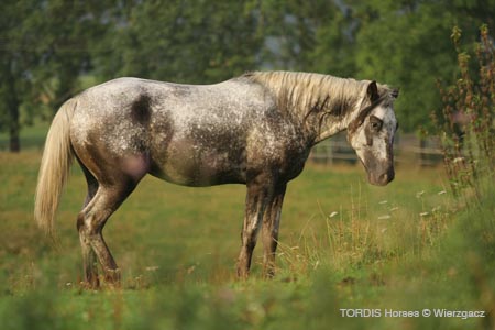 2009_08_Tordis_Horses2_051