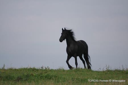 2009_08_Tordis_Horses2_054