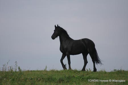 2009_08_Tordis_Horses2_055
