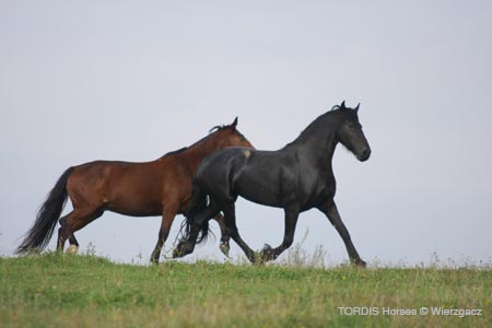 2009_08_Tordis_Horses2_056
