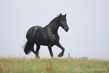 2009_08_Tordis_Horses2_057