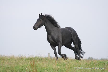 2009_08_Tordis_Horses2_058
