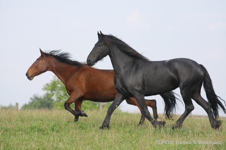 2009_08_Tordis_Horses2_059
