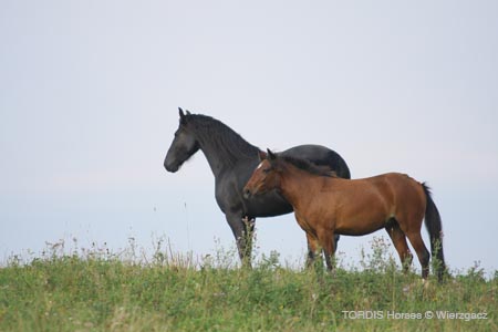 2009_08_Tordis_Horses2_060