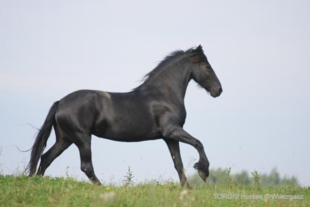 2009_08_Tordis_Horses2_061