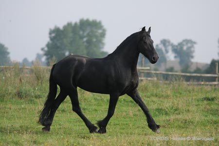 2009_08_Tordis_Horses2_062