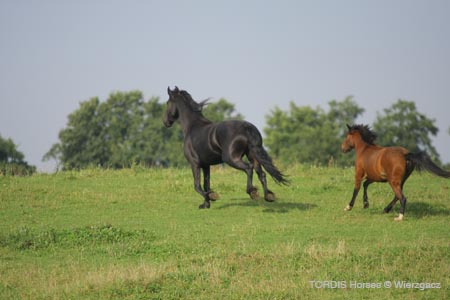 2009_08_Tordis_Horses2_065