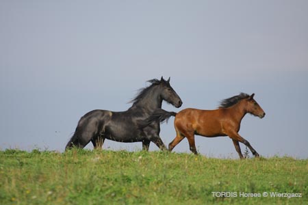 2009_08_Tordis_Horses2_066