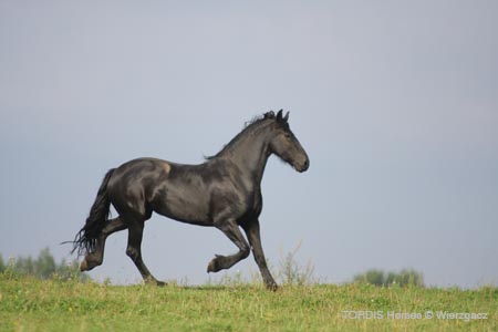 2009_08_Tordis_Horses2_068