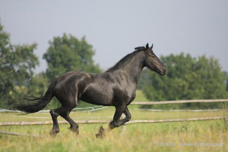 2009_08_Tordis_Horses2_070