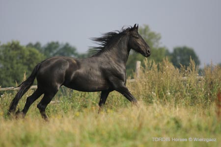 2009_08_Tordis_Horses2_071