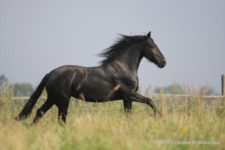 2009_08_Tordis_Horses2_072